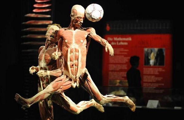 Plastination - insanity or art? - Plastination, Mummy, , Exhibition, , Dead body, Longpost, GГјnther von Haggens