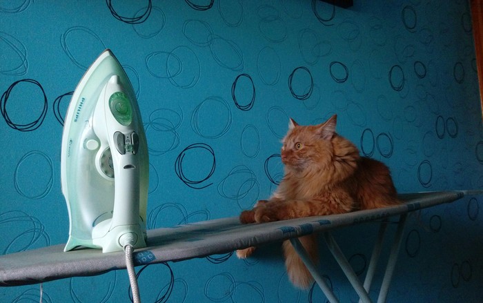 The cat seems to be hinting: stroke me - cat, Animals, Iron, Ironing, Iron