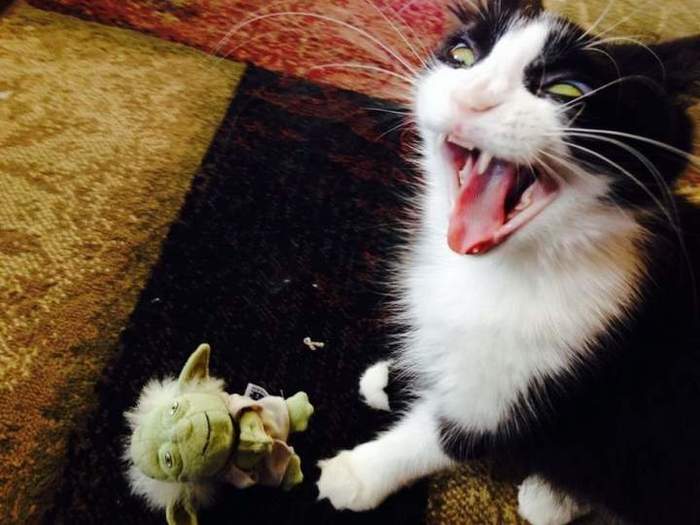 It was his gremlin that bit him. - Bite, From the network, cat, Yoda