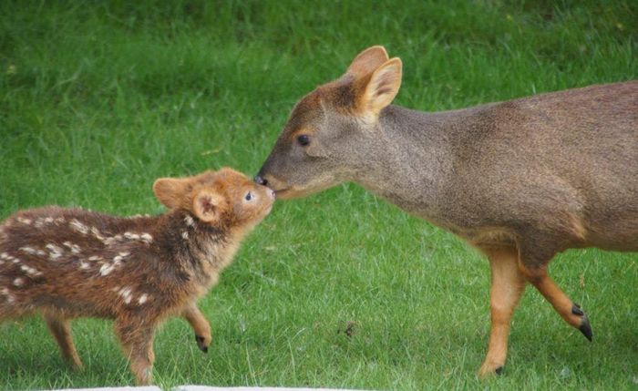 The smallest species of deer in the world is the pudu. - Deer, Pudu, The photo, , Milota, Deer, Fawn