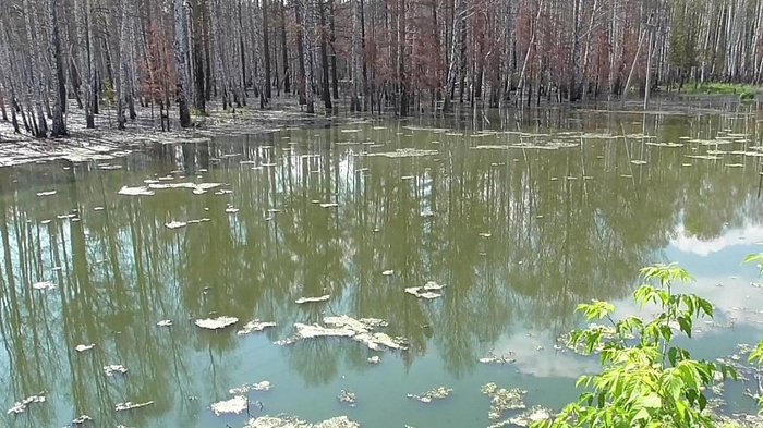 Repair of a sewer that drowns a military town in feces began in Chebarkul - Crash, Потоп, Sewage, Inaction, Smell, Feces