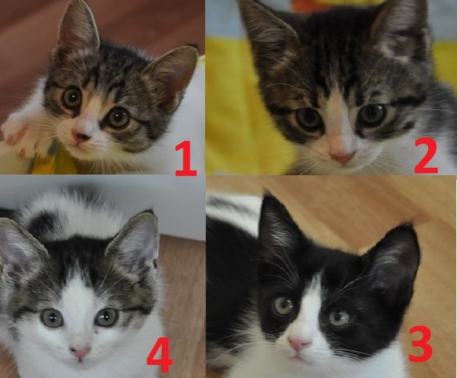 Krasnodar. Cat-children are selected from flayers. Everyone is healthy. - My, Kittens, , Longpost, cat, In good hands, Help