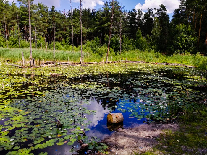 Парк утиное озеро дзержинск фото