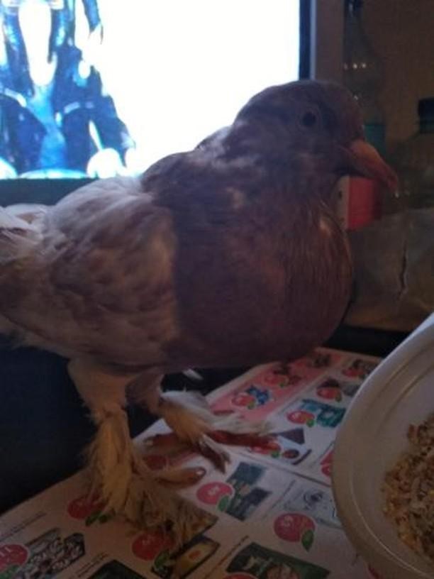 Pigeon found! - Birds, Pigeon, Found, Moscow, Pets, Longpost, 