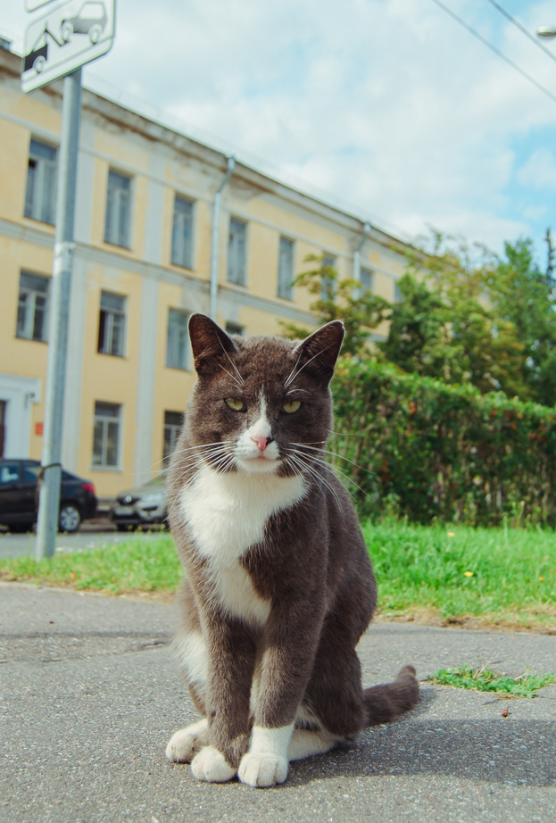 Mitten #6 - My, The photo, Catomafia, cat, Saint Petersburg, Krasnoyarsk, Novoaltaysk, Barnaul, Longpost