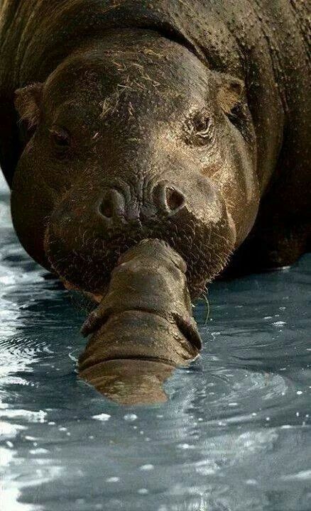 Huge love. - The photo, hippopotamus, Young, Water