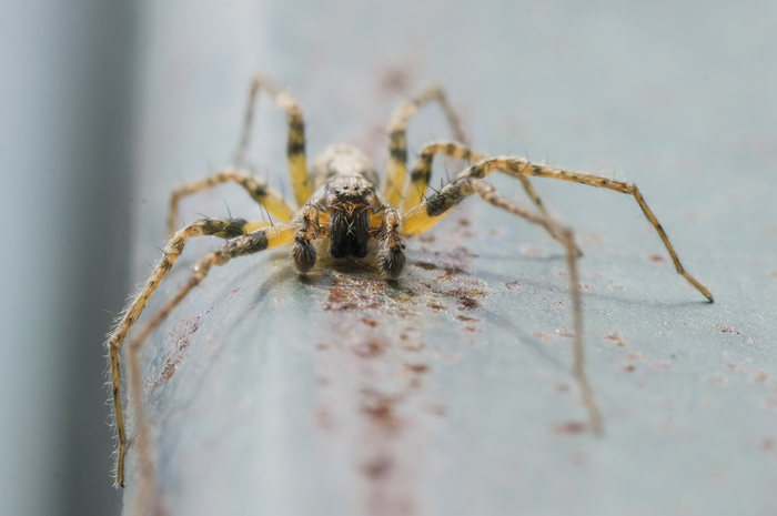 Домовой паук(Tegenaria Dometica) - Моё, Tegenaria Dometica, Макро, Паук, Sony alpha 580, Tamron, Макросъемка