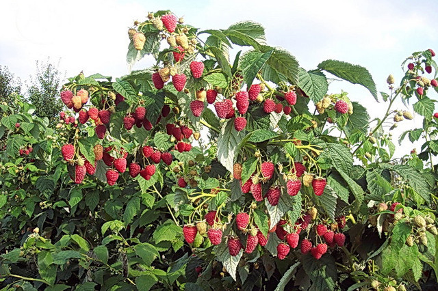 Genus Rubus - My, Berries, Raspberries, Blackberry, Bones, Princess, Cloudberry, Longpost