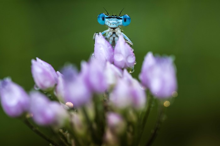 Morning on a flower - My, Macro, Macro photography