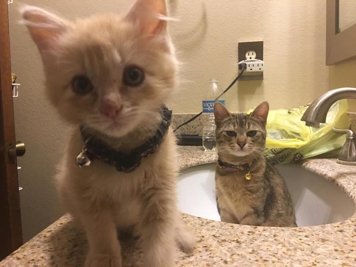 My cat's reaction to a new kitten - Reddit, cat