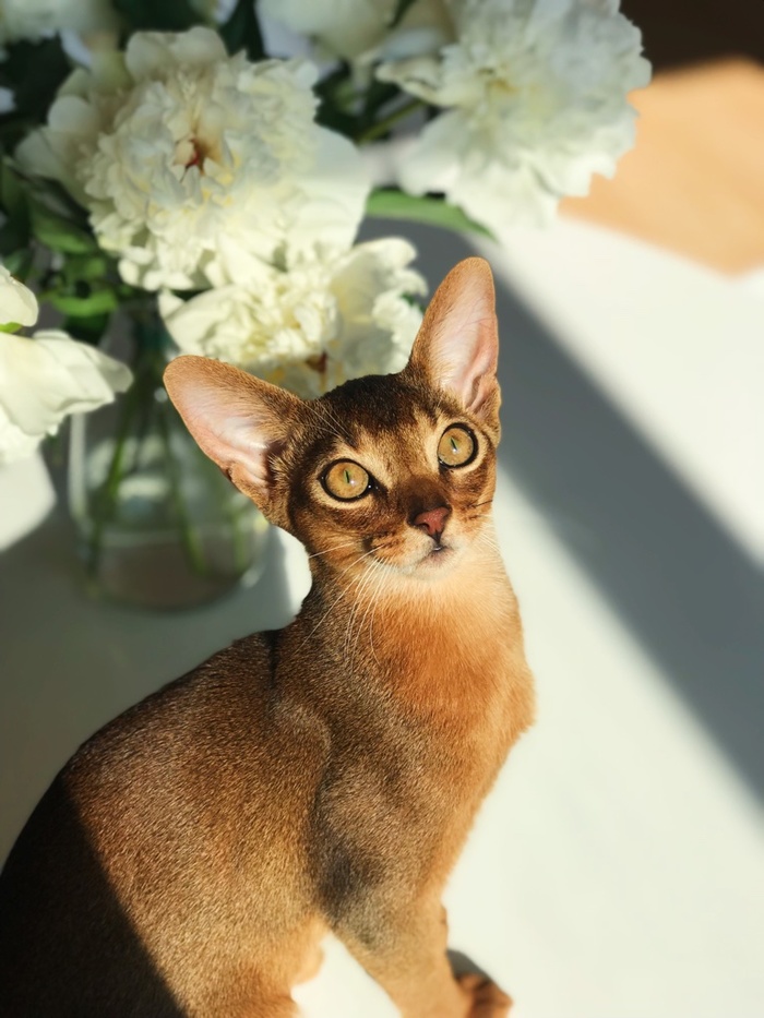 My home alien - My, cat, Abyssinian cat, Animals