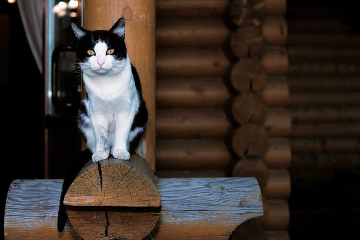 July 2nd Moscow region - My, cat, Tree, The photo