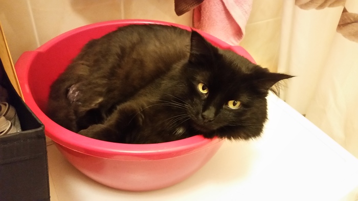 Basin of pure evil - My, , Catomafia, cat