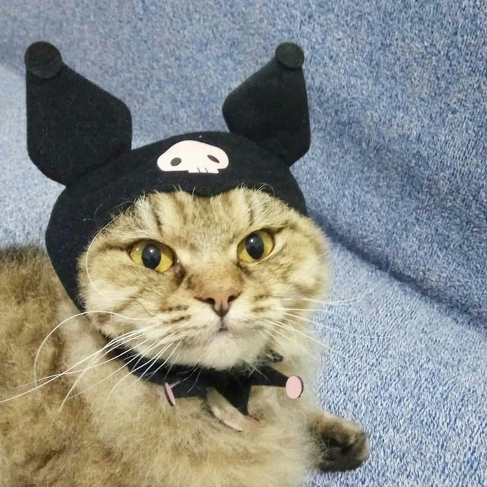 Just evil :) - My, A cat named Cat, cat, Cap, My master is an idiot