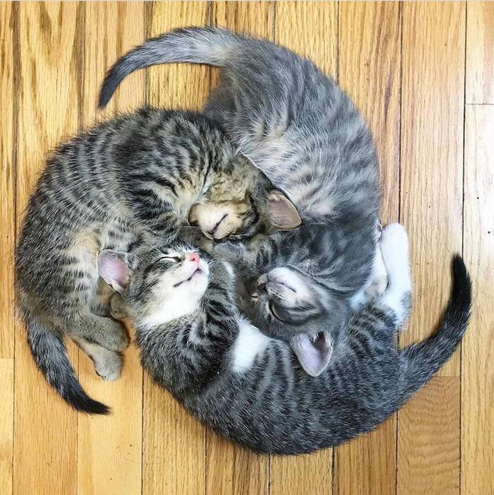 Together is warmer - cat, Kittens, Dream, Visual effects, A circle, Milota