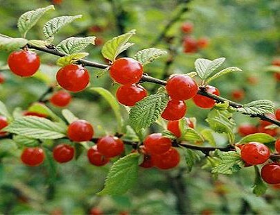 So what is this berry? - My, Tree, Biology, Bird cherry, Rowan, Longpost