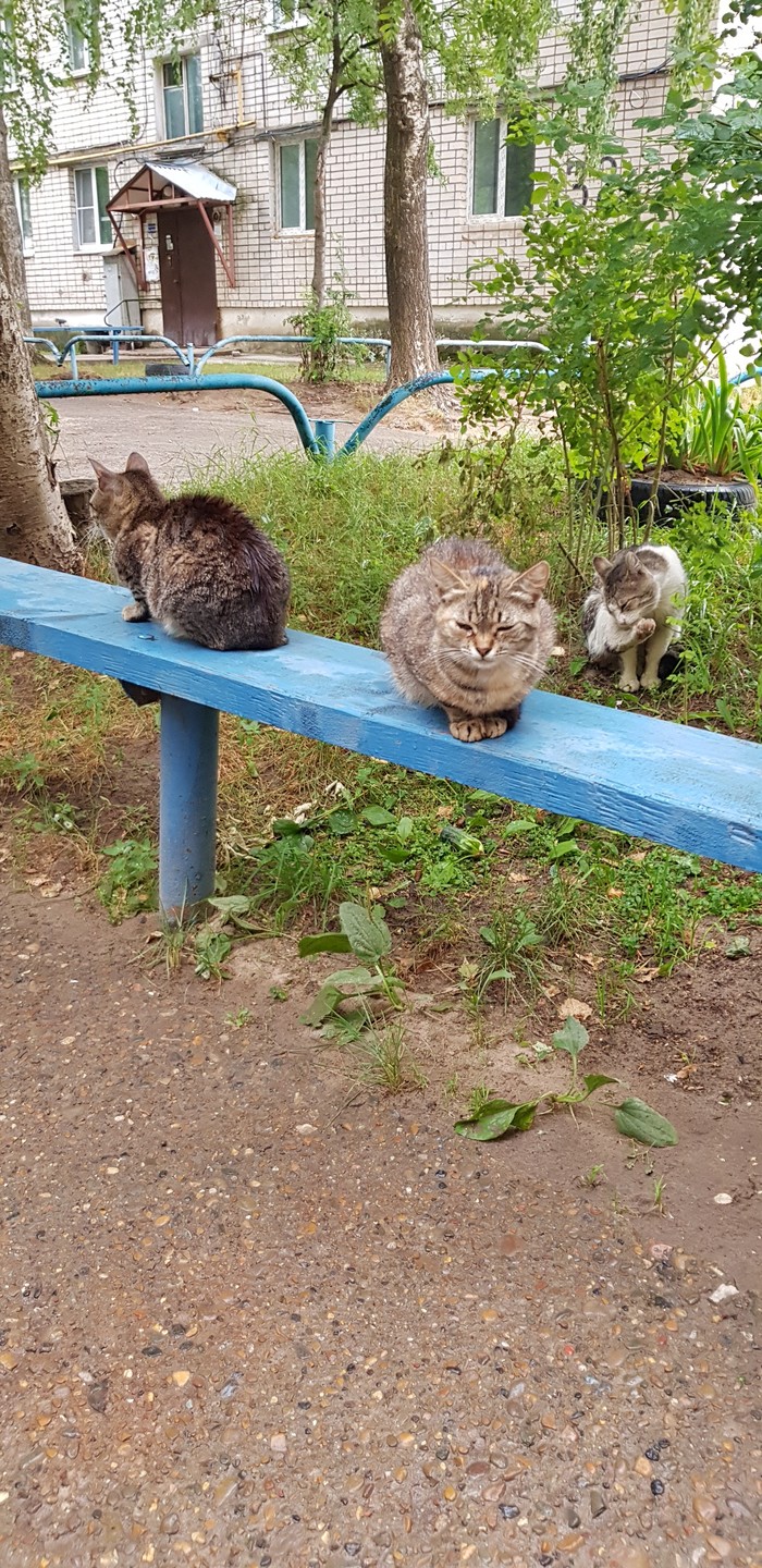 Yard cats - My, Street, , cat