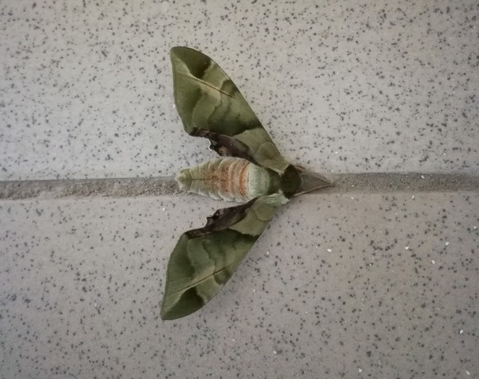 Fighter of the latest generation! - My, Butterfly, Butterfly, Camouflage, Longpost, Hawk, Khaki, The photo