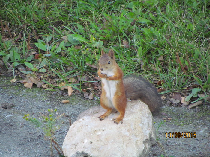 Squirrel - My, Squirrel, Nature and man, beauty, Nature