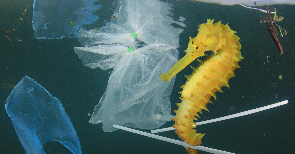 Plastic animals. Морские обитатели и пластик. Морской конек. Пластиковые трубочки в океане. Морские обитатели в пластике.