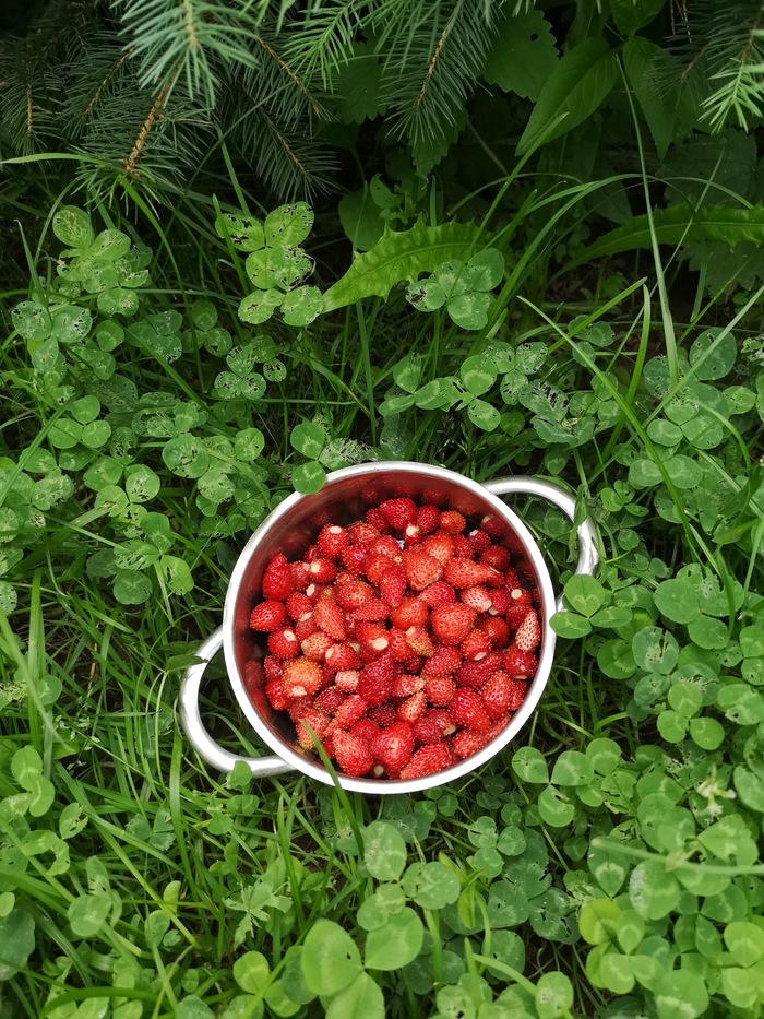 wild berry - My, The photo, Berries, Strawberry, Summer