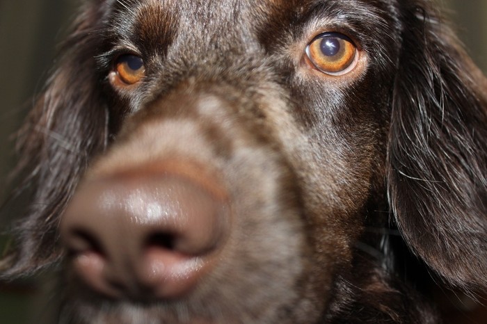 Chocolate - My, My, Spaniel, Dog