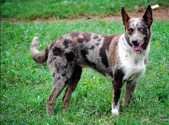 About breeds of dogs. - Dog, Dog breeds, Australian Heeler, Australian Kelpie, Video, Longpost