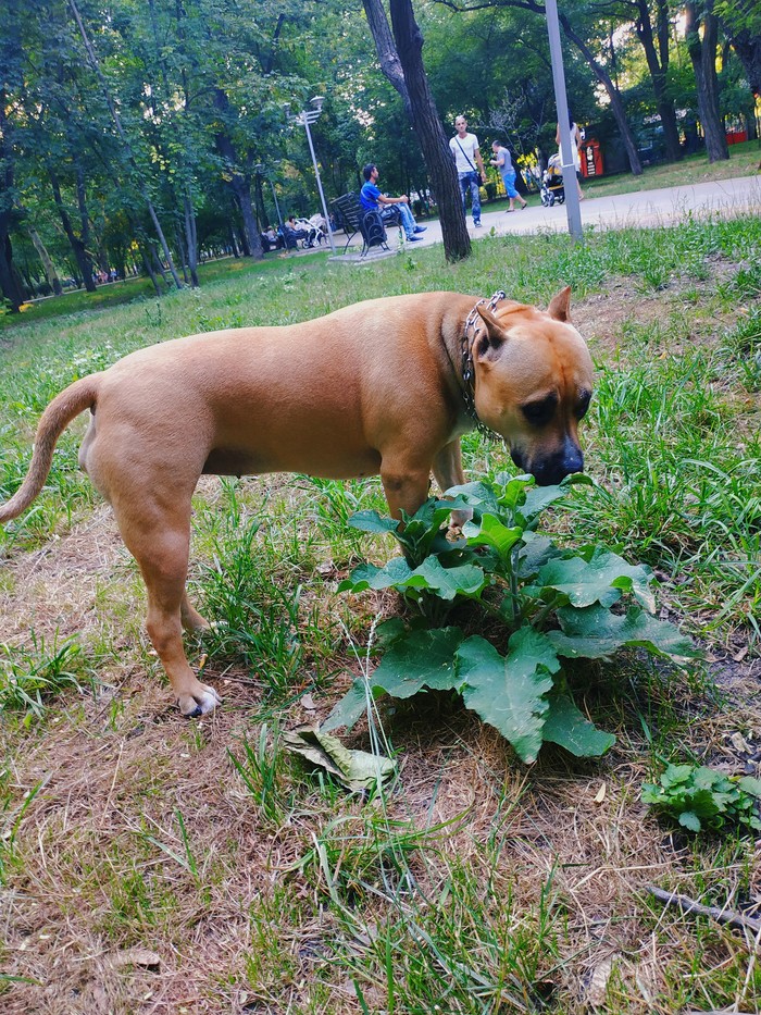 Dog lovers, I have a question for you, do you allow your dogs to eat grass? - My, Question, Amstaff, , Dog