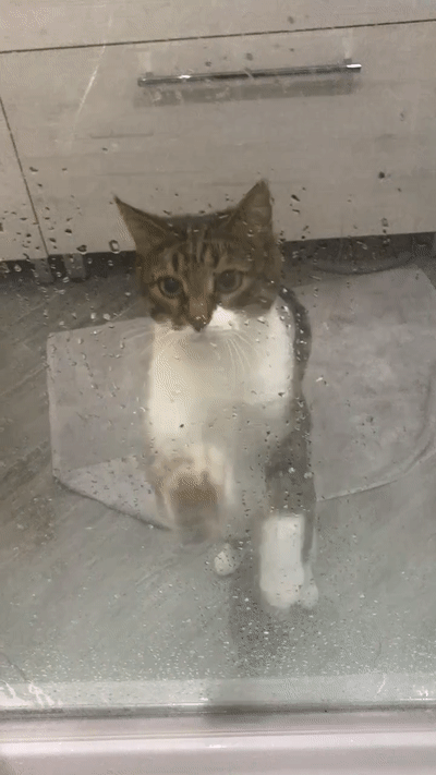 Dirty cat минсоны. Dirty cat минсоны. Детские картинки clean cat. Dirty cat минсоны. Animal hoarding.