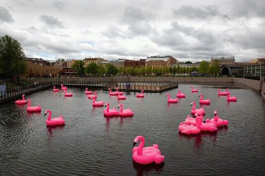 Pink flamingo - child of the sunset... - Saint Petersburg, , Flamingo, Ripped out the eye, New Holland (island)