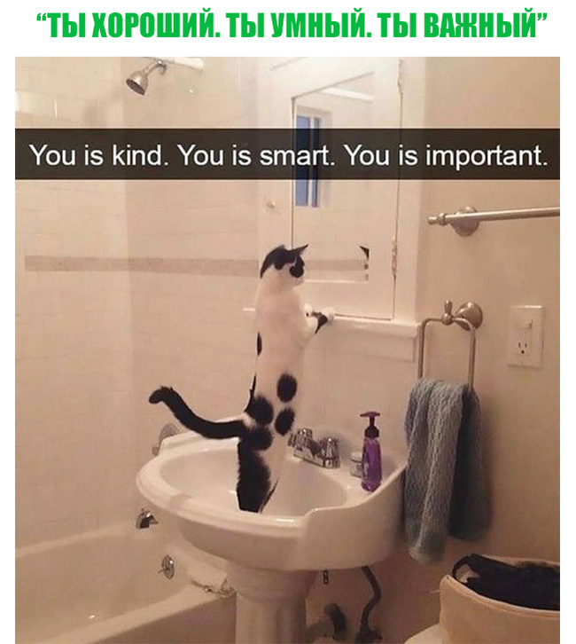 Your own motivator - cat, The photo, Humor, Animals