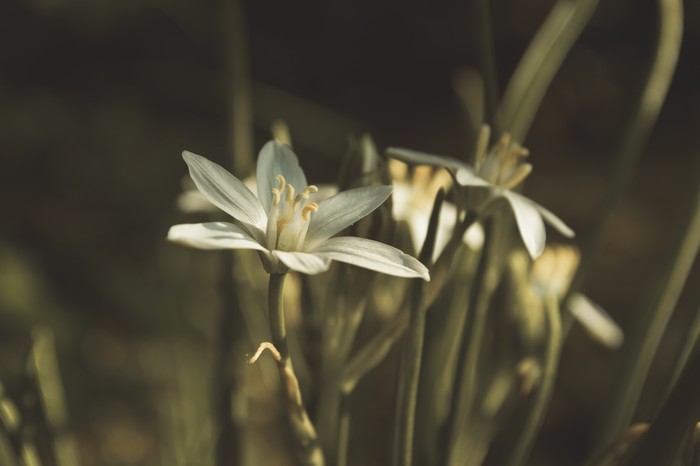 Beauty around us - The photo, My, Longpost, Bokeh, Flowers