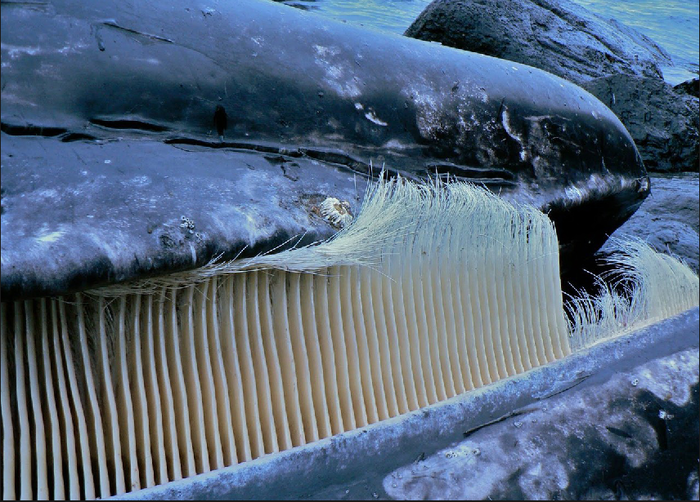 Книга животных: Синий кит Синий кит, синие киты, Животные, дикие животные, Книга животных, юмор, зоология, длиннопост