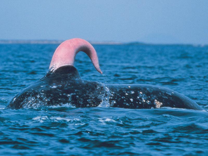 Книга животных: Синий кит Синий кит, синие киты, Животные, дикие животные, Книга животных, юмор, зоология, длиннопост