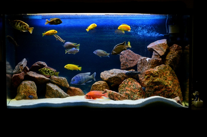 Troubles of a novice aquarist - Cichlids, Aquarium fish, Professional humor, Longpost