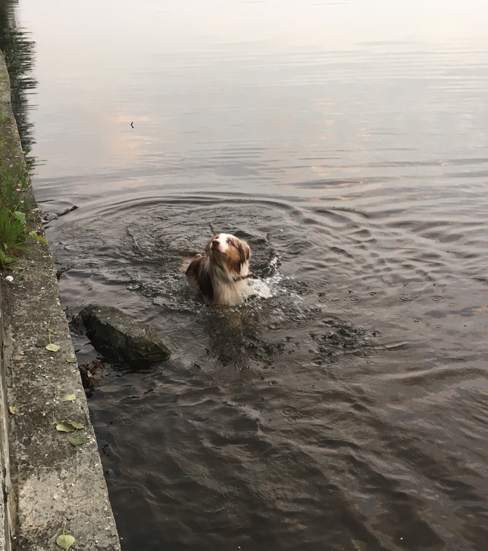 Good morning! - My, Aussi, Australian shepherd, Dog, Animals, Nature, Water