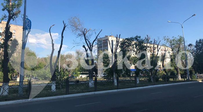 Nude in Temirtau - Pruning trees, news, Temirtau, Kazakhstan, Tree, 