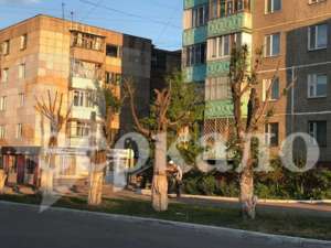 Nude in Temirtau - Pruning trees, news, Temirtau, Kazakhstan, Tree, 