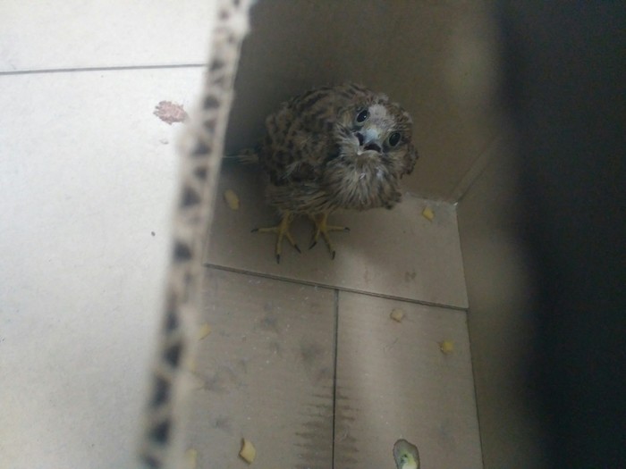 Power Peekaboo help, found a chick! - My, , Ornithology League, Izhevsk, Longpost