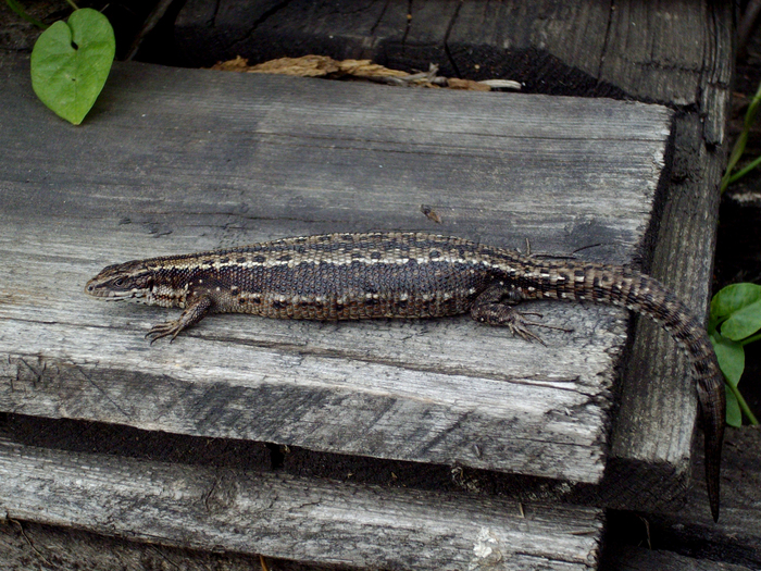 viviparous lizards - My, The photo, Animals, , Lizard