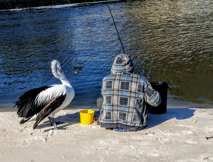 Buddies. - My, Australia, Adelaide, Birds