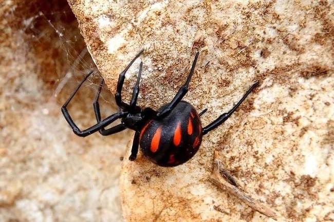 Karakurt spiders appeared in Almaty - Karakurt, Spider, Black Widow, Arachnophobia, Kazakhstan, Almaty, news, Video, Bite, Longpost