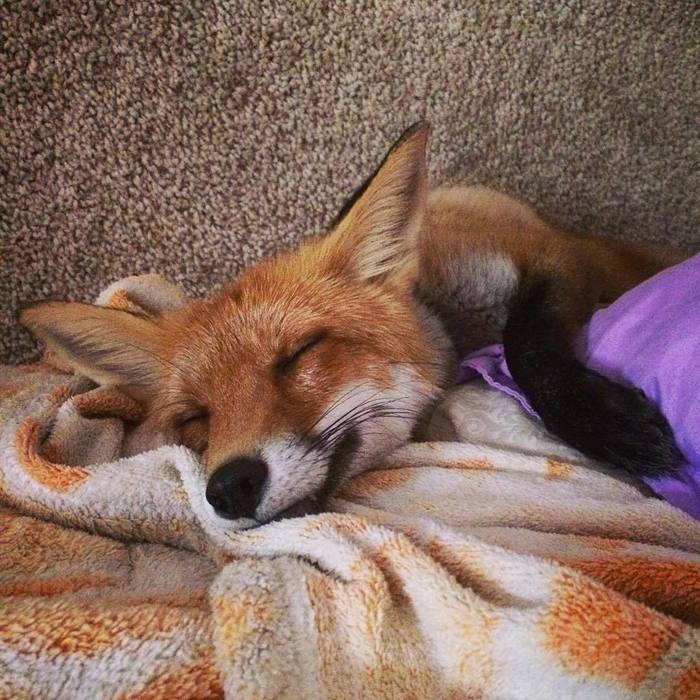 What's in fox dreams, tell me? - Fox, Domestic fox, Dream, Redheads, Milota