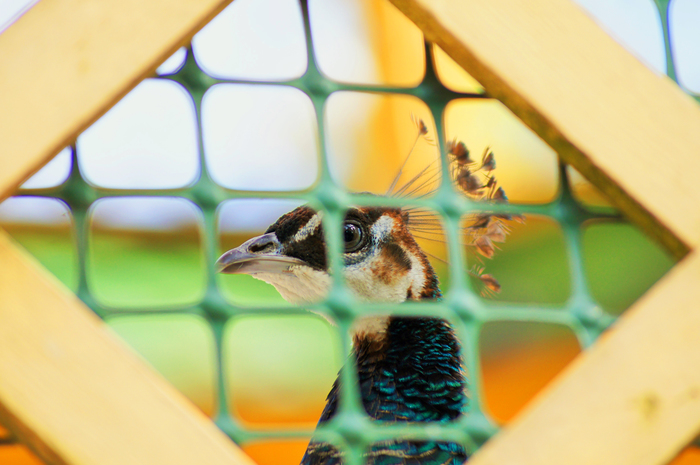 I'm sitting behind bars, in a damp dungeon... - My, Beginning photographer, Sony alpha 580, , Peacock, Birds