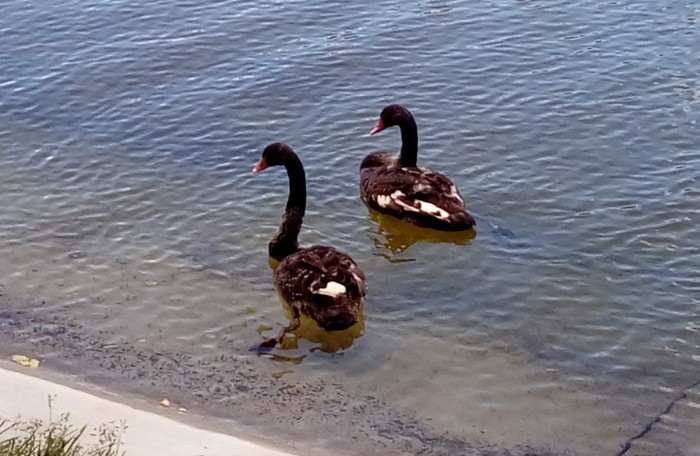 The dog killed the swan Odile in the Kazan park Black Lake - Kazan, Black Swan, Dog, Tragedy