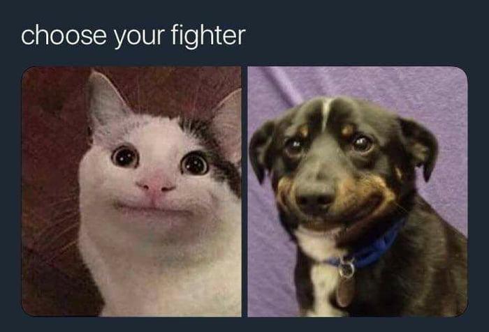 Choose your fighter - Kindness, Dog, cat