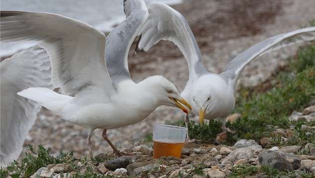 Drunken seagulls terrorize the inhabitants of the UK - Great Britain, Seagulls, Пьянство, Curiosity