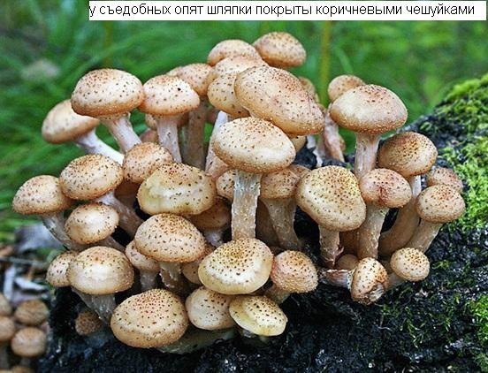 Галерина окаймленная- смертельно -ядовитый гриб | Пикабу