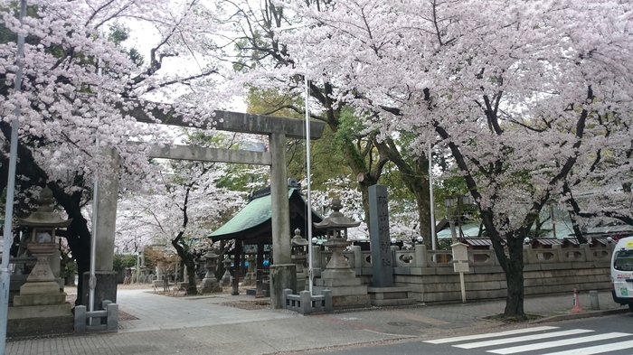 Just a Japanese temple. - My, Japan, Nagoya, Temple, Shinto, Sakura, Bloom