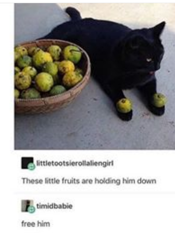 Those little fruits are holding him down. Release him. - cat, Black, Фрукты